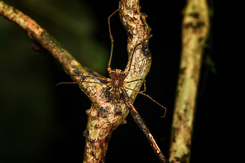 Tropical harvestman - Phareicranaus sp., Caquetá, Colombia  Amazon,Caquetá,Colombia,Colombia 2022,Geotagged,Peregrinos,South America,Winter,World