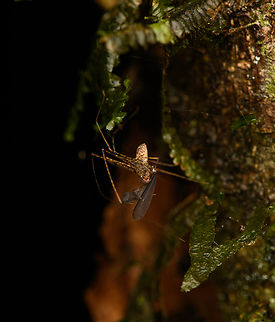 Harvestman devouring a moth, Caquetá, Colombia  Amazon,Caquetá,Colombia,Colombia 2022,Geotagged,Peregrinos,South America,Winter,World