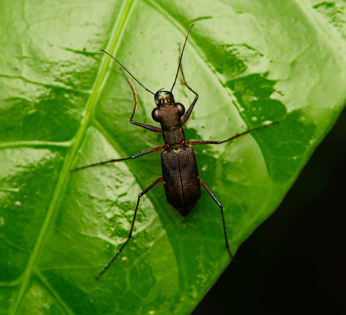 Tiger beetle - Odontocheila sp., Caquetá, Colombia  Amazon,Caquetá,Colombia,Colombia 2022,Geotagged,Peregrinos,South America,Winter,World
