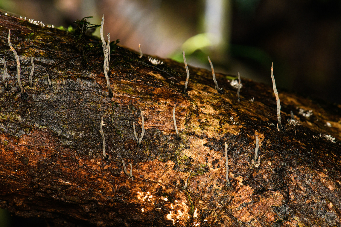 Thread-like fungus (Xylaria sp.), Caquet&aacute;,Colombia  Amazon,Caquet&aacute;,Colombia,Colombia 2022,Geotagged,Peregrinos,South America,Winter,World