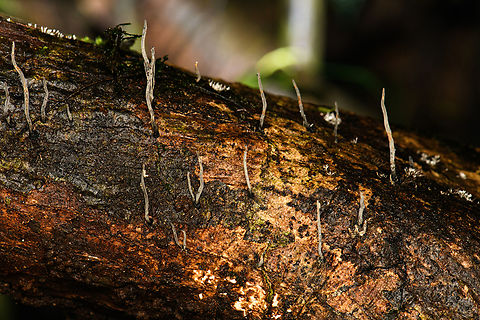 Thread-like fungus (Xylaria sp.), Caquet&aacute;,Colombia  Amazon,Caquet&aacute;,Colombia,Colombia 2022,Geotagged,Peregrinos,South America,Winter,World