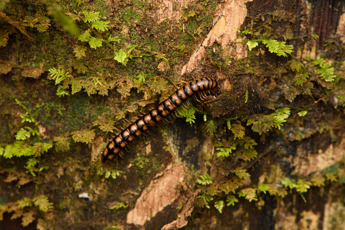 Millipede on bark, Caquet&aacute;,Colombia  Amazon,Caquet&aacute;,Colombia,Colombia 2022,Geotagged,Peregrinos,South America,Winter,World