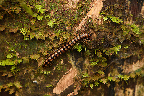 Millipede on bark, Caquetá,Colombia  Amazon,Caquetá,Colombia,Colombia 2022,Geotagged,Peregrinos,South America,Winter,World
