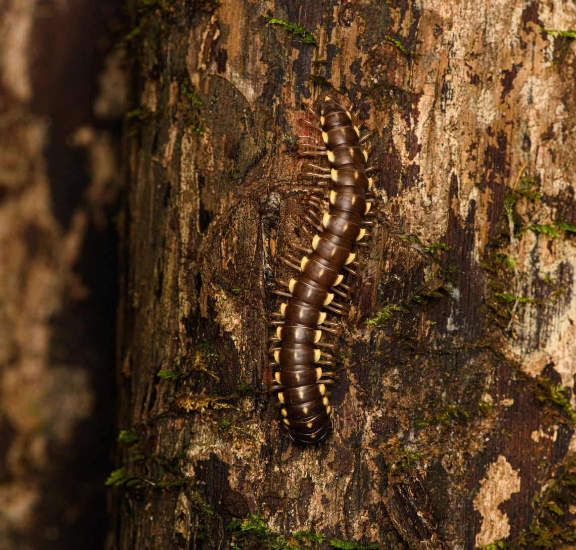 Flat-backed millipede on tree, Caquetá, Colombia  Amazon,Caquetá,Colombia,Colombia 2022,Geotagged,Peregrinos,South America,Winter,World