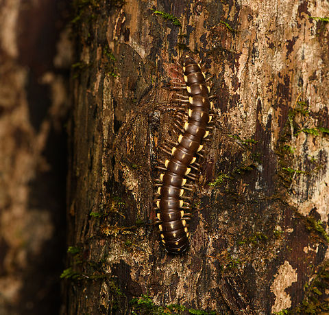 Flat-backed millipede on tree, Caquetá, Colombia  Amazon,Caquetá,Colombia,Colombia 2022,Geotagged,Peregrinos,South America,Winter,World