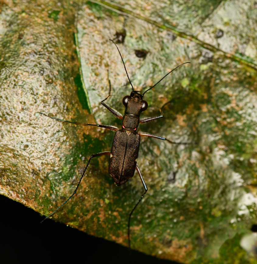 Tiger beetle - Odontocheila sp. - 2, Caquetá, Colombia Likely the same species as below, but different individual:<br />
<figure class="photo"><a href="https://www.jungledragon.com/image/143597/tiger_beetle_-_odontocheila_sp._caquet_colombia.html" title="Tiger beetle - Odontocheila sp., Caquet&aacute;, Colombia"><img src="https://s3.amazonaws.com/media.jungledragon.com/images/2/143597_thumb.jpg?AWSAccessKeyId=05GMT0V3GWVNE7GGM1R2&Expires=1759968010&Signature=7rSOJh8pn4yAv9g482H%2Bl4T8qFU%3D" width="200" height="184" alt="Tiger beetle - Odontocheila sp., Caquet&aacute;, Colombia  Amazon,Caquet&aacute;,Colombia,Colombia 2022,Geotagged,Peregrinos,South America,Winter,World" /></a></figure> Amazon,Caquetá,Colombia,Colombia 2022,Geotagged,Peregrinos,South America,Winter,World