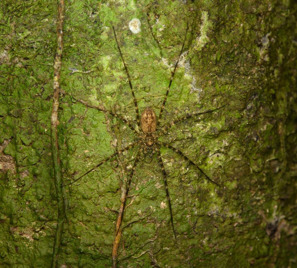 Wolf/Wandering spider on tree, Caquet&aacute;, Colombia  Amazon,Caquet&aacute;,Colombia,Colombia 2022,Geotagged,Peregrinos,South America,Winter,World