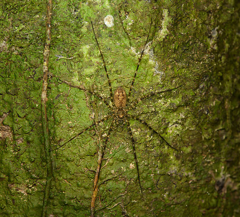 Wolf/Wandering spider on tree, Caquet&aacute;, Colombia  Amazon,Caquet&aacute;,Colombia,Colombia 2022,Geotagged,Peregrinos,South America,Winter,World