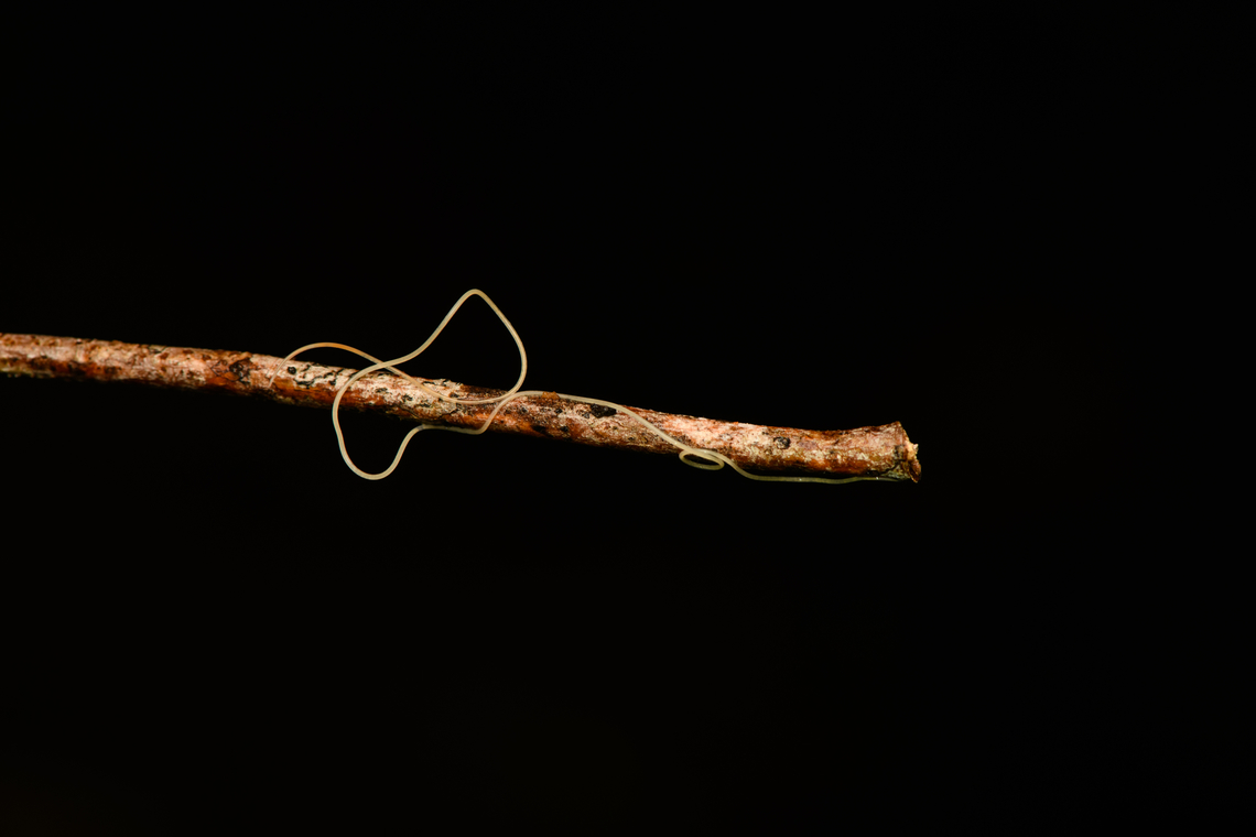Horsehair Worm, Caquetá,Colombia  Amazon,Caquetá,Colombia,Colombia 2022,Geotagged,Peregrinos,South America,Winter,World