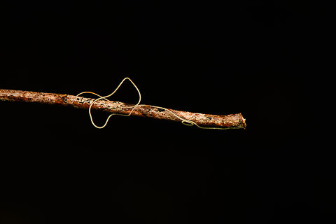 Horsehair Worm, Caquetá,Colombia  Amazon,Caquetá,Colombia,Colombia 2022,Geotagged,Peregrinos,South America,Winter,World