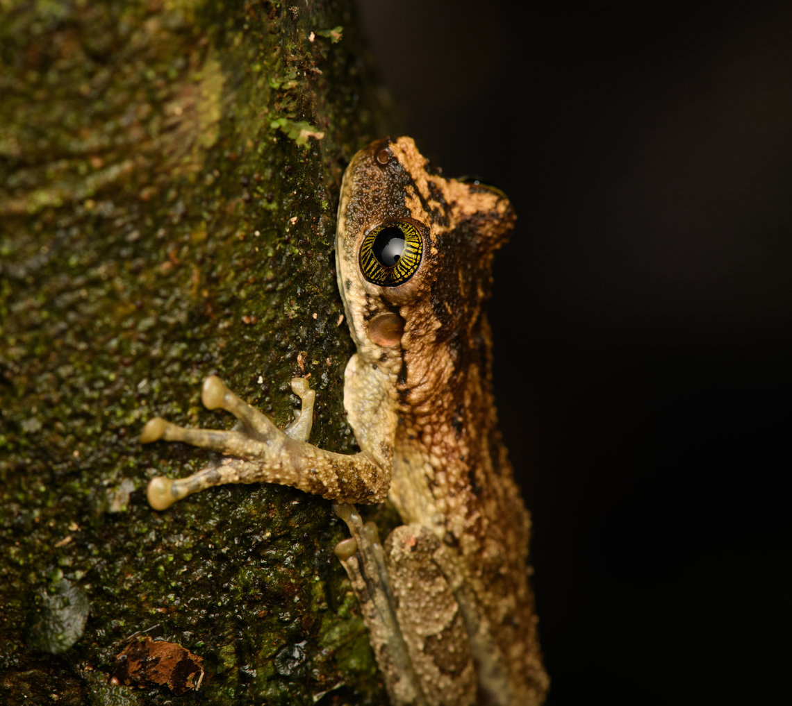 Osteocephalus deridens - side view, Caquetá,Colombia ID by Axel Marchelie. Hard to see, but looks to be guarding an egg mass.<br />
<figure class="photo"><a href="https://www.jungledragon.com/image/143808/osteocephalus_deridens_caquetcolombia.html" title="Osteocephalus deridens, Caquet&aacute;,Colombia"><img src="https://s3.amazonaws.com/media.jungledragon.com/images/2/143808_thumb.jpg?AWSAccessKeyId=05GMT0V3GWVNE7GGM1R2&Expires=1759968010&Signature=wEz15GjpgtVomIOMaI4D1FuBXCY%3D" width="200" height="168" alt="Osteocephalus deridens, Caquet&aacute;,Colombia ID by Axel Marchelie. Hard to see, but looks to be guarding an egg mass.<br />
https://www.jungledragon.com/image/143807/tree_frog_-_side_view_caquetcolombia.html Amazon,Caquet&aacute;,Colombia,Colombia 2022,Geotagged,Mocking Bromeliad Treefrog,Osteocephalus deridens,Peregrinos,South America,Winter,World" /></a></figure> Amazon,Caquetá,Colombia,Colombia 2022,Geotagged,Osteocephalus deridens,Peregrinos,Rio Napo Spiny-backed Frog,South America,Winter,World