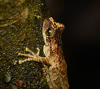 Osteocephalus deridens - side view, Caquet&aacute;,Colombia ID by Axel Marchelie. Hard to see, but looks to be guarding an egg mass.<br />
https://www.jungledragon.com/image/143808/tree_frog_caquetcolombia.html Amazon,Caquet&aacute;,Colombia,Colombia 2022,Geotagged,Osteocephalus deridens,Peregrinos,Rio Napo Spiny-backed Frog,South America,Winter,World