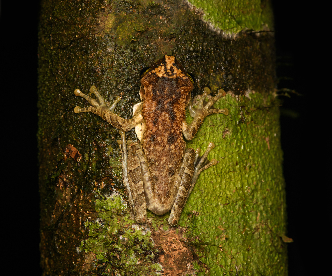 Osteocephalus deridens, Caquetá,Colombia ID by Axel Marchelie. Hard to see, but looks to be guarding an egg mass.<br />
<figure class="photo"><a href="https://www.jungledragon.com/image/143807/osteocephalus_deridens_-_side_view_caquetcolombia.html" title="Osteocephalus deridens - side view, Caquet&aacute;,Colombia"><img src="https://s3.amazonaws.com/media.jungledragon.com/images/2/143807_thumb.jpg?AWSAccessKeyId=05GMT0V3GWVNE7GGM1R2&Expires=1759968010&Signature=ry%2Bhl4HybU6kz%2BSzD8TbOu9RAY0%3D" width="200" height="180" alt="Osteocephalus deridens - side view, Caquet&aacute;,Colombia ID by Axel Marchelie. Hard to see, but looks to be guarding an egg mass.<br />
https://www.jungledragon.com/image/143808/tree_frog_caquetcolombia.html Amazon,Caquet&aacute;,Colombia,Colombia 2022,Geotagged,Osteocephalus deridens,Peregrinos,Rio Napo Spiny-backed Frog,South America,Winter,World" /></a></figure> Amazon,Caquetá,Colombia,Colombia 2022,Geotagged,Mocking Bromeliad Treefrog,Osteocephalus deridens,Peregrinos,South America,Winter,World