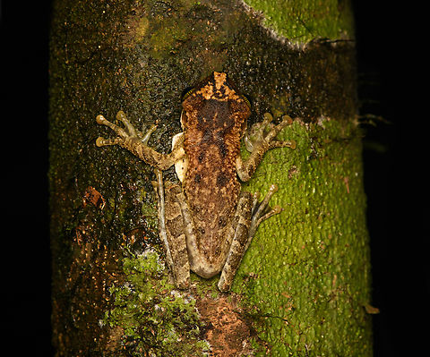 Osteocephalus deridens, Caquetá,Colombia ID by Axel Marchelie. Hard to see, but looks to be guarding an egg mass.
https://www.jungledragon.com/image/143807/tree_frog_-_side_view_caquetcolombia.html Amazon,Caquetá,Colombia,Colombia 2022,Geotagged,Mocking Bromeliad Treefrog,Osteocephalus deridens,Peregrinos,South America,Winter,World