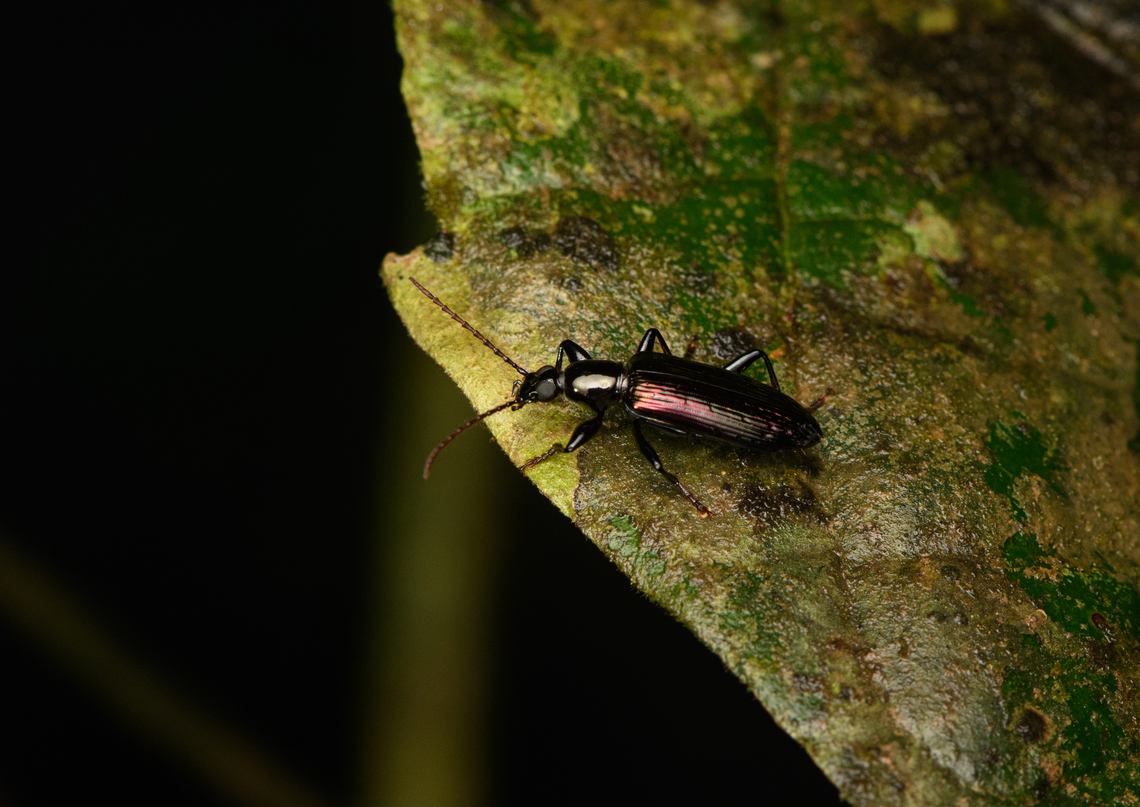 Darkling beetle? Caquetá, Colombia Suggested: Strongylium or Statira sp. Amazon,Caquetá,Colombia,Colombia 2022,Geotagged,Peregrinos,South America,Winter,World