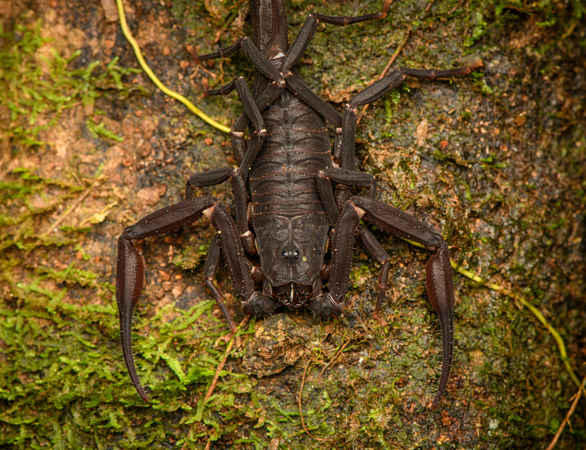 Thick-tailed scorpion, Caquetá, Colombia Based on distribution, species candidates I&#039;ve found:<br />
- Tityus metuendus<br />
- Tityus asthenes<br />
<figure class="photo"><a href="https://www.jungledragon.com/image/143811/thick-tailed_scorpion_-_closeup_caquet_colombia.html" title="Thick-tailed scorpion - closeup, Caquet&aacute;, Colombia"><img src="https://s3.amazonaws.com/media.jungledragon.com/images/2/143811_thumb.jpg?AWSAccessKeyId=05GMT0V3GWVNE7GGM1R2&Expires=1761782410&Signature=JRlUUL4oafZE98ZA6rFovRyIVaY%3D" width="200" height="154" alt="Thick-tailed scorpion - closeup, Caquet&aacute;, Colombia Based on distribution, species candidates I&#039;ve found:<br />
- Tityus metuendus<br />
- Tityus asthenes<br />
https://www.jungledragon.com/image/143810/thick-tailed_scorpion_caquet_colombia.html Amazon,Caquet&aacute;,Colombia,Colombia 2022,Geotagged,Peregrinos,South America,Winter,World" /></a></figure> Amazon,Caquetá,Colombia,Colombia 2022,Geotagged,Peregrinos,South America,Winter,World