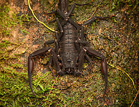Thick-tailed scorpion, Caquetá, Colombia Based on distribution, species candidates I've found:<br />
- Tityus metuendus<br />
- Tityus asthenes<br />
https://www.jungledragon.com/image/143811/thick-tailed_scorpion_-_closeup_caquet_colombia.html Amazon,Caquetá,Colombia,Colombia 2022,Geotagged,Peregrinos,South America,Winter,World