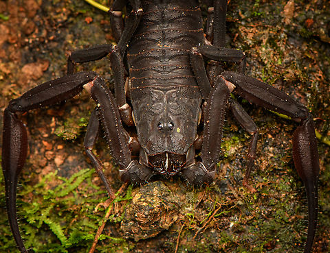 Thick-tailed scorpion - closeup, Caquetá, Colombia Based on distribution, species candidates I've found:
- Tityus metuendus
- Tityus asthenes
https://www.jungledragon.com/image/143810/thick-tailed_scorpion_caquet_colombia.html Amazon,Caquetá,Colombia,Colombia 2022,Geotagged,Peregrinos,South America,Winter,World