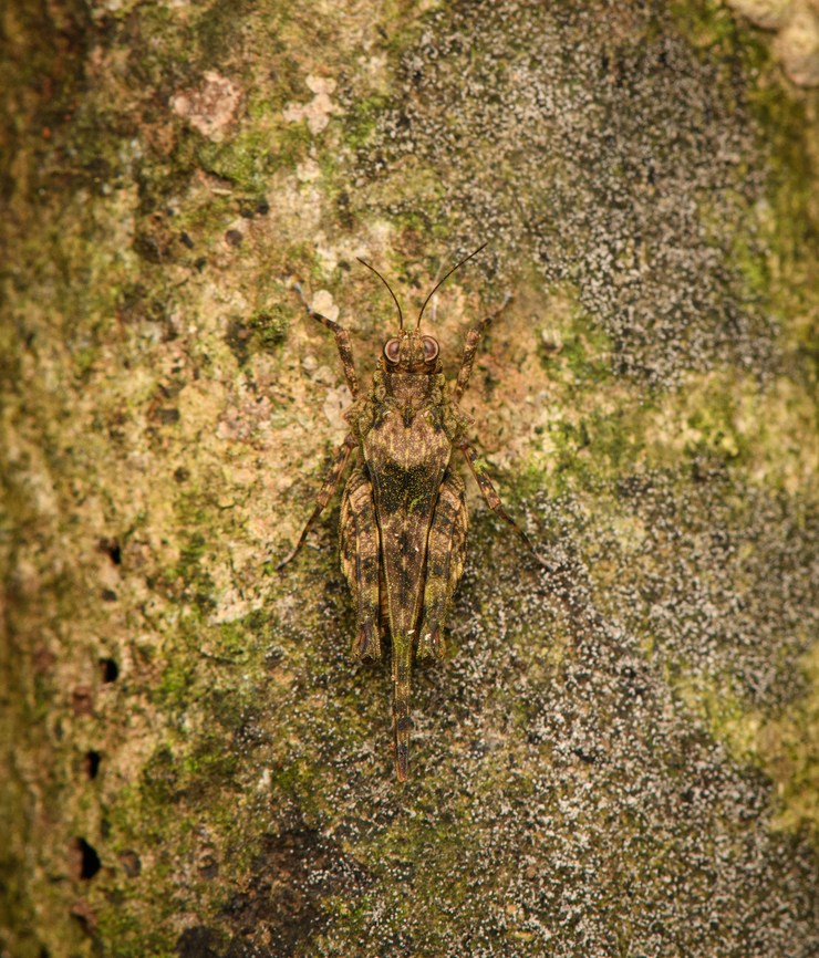Pygmy grasshopper, Otumba sp., Caquetá, Colombia  Amazon,Caquetá,Colombia,Colombia 2022,Geotagged,Peregrinos,South America,Winter,World