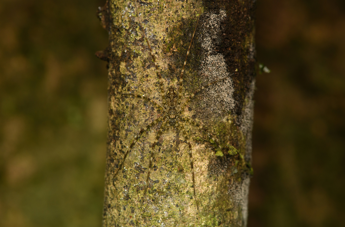 Wandering spider on tree, Caquetá, Colombia <figure class="photo"><a href="https://www.jungledragon.com/image/143815/wandering_spider_on_tree_-_closeup_caquet_colombia.html" title="Wandering spider on tree - closeup, Caquet&aacute;, Colombia"><img src="https://s3.amazonaws.com/media.jungledragon.com/images/2/143815_thumb.jpg?AWSAccessKeyId=05GMT0V3GWVNE7GGM1R2&Expires=1759968010&Signature=YzPRTsxRg9BZeINKFNLnHpQ51yo%3D" width="200" height="194" alt="Wandering spider on tree - closeup, Caquet&aacute;, Colombia https://www.jungledragon.com/image/143814/wandering_spider_on_tree_caquet_colombia.html Amazon,Caquet&aacute;,Colombia,Colombia 2022,Geotagged,Peregrinos,South America,Winter,World" /></a></figure> Amazon,Caquetá,Colombia,Colombia 2022,Geotagged,Peregrinos,South America,Winter,World