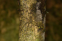 Wandering spider on tree, Caquet&aacute;, Colombia https://www.jungledragon.com/image/143815/wandering_spider_on_tree_-_closeup_caquet_colombia.html Amazon,Caquet&aacute;,Colombia,Colombia 2022,Geotagged,Peregrinos,South America,Winter,World