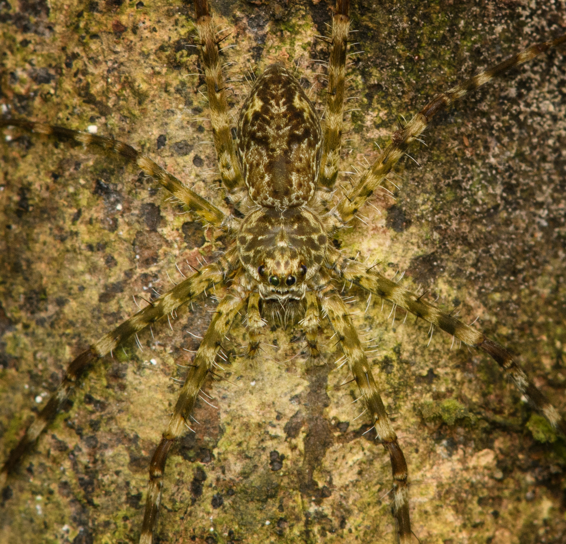 Wandering spider on tree - closeup, Caquetá, Colombia <figure class="photo"><a href="https://www.jungledragon.com/image/143814/wandering_spider_on_tree_caquet_colombia.html" title="Wandering spider on tree, Caquet&aacute;, Colombia"><img src="https://s3.amazonaws.com/media.jungledragon.com/images/2/143814_thumb.jpg?AWSAccessKeyId=05GMT0V3GWVNE7GGM1R2&Expires=1759968010&Signature=z7dFqbZXUPGH%2FrfXatzr4BLjhr0%3D" width="200" height="132" alt="Wandering spider on tree, Caquet&aacute;, Colombia https://www.jungledragon.com/image/143815/wandering_spider_on_tree_-_closeup_caquet_colombia.html Amazon,Caquet&aacute;,Colombia,Colombia 2022,Geotagged,Peregrinos,South America,Winter,World" /></a></figure> Amazon,Caquetá,Colombia,Colombia 2022,Geotagged,Peregrinos,South America,Winter,World