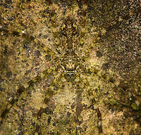 Wandering spider on tree - closeup, Caquetá, Colombia https://www.jungledragon.com/image/143814/wandering_spider_on_tree_caquet_colombia.html Amazon,Caquetá,Colombia,Colombia 2022,Geotagged,Peregrinos,South America,Winter,World