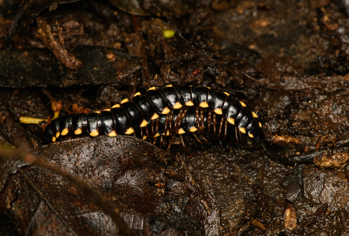Long-flange Millipedes mating, Caquetá, Colombia A lot of legs making even more legs. An introduced species (if I have the species ID correct). Amazon,Caquetá,Colombia,Colombia 2022,Geotagged,Long-flange Millipede,Orthomorpha coarctata,Peregrinos,South America,Winter,World