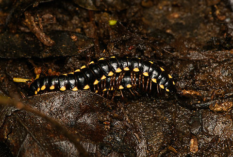 Long-flange Millipedes mating, Caquetá, Colombia A lot of legs making even more legs. An introduced species (if I have the species ID correct). Amazon,Caquetá,Colombia,Colombia 2022,Geotagged,Long-flange Millipede,Orthomorpha coarctata,Peregrinos,South America,Winter,World