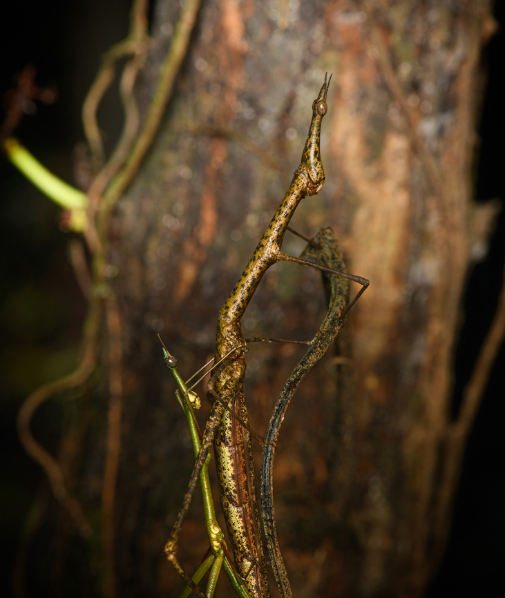 Paraproscopia riedei - mating, Colombia, Colombia Here we witness the reproductive strategy of Neotropical Stick Grasshoppers: they look so ridiculous that no predator can take them serious, creating a time window to produce offspring, named weirdlings.<br />
<figure class="photo"><a href="https://www.jungledragon.com/image/143818/paraproscopia_riedei_-_female_colombia_colombia.html" title="Paraproscopia riedei - female, Colombia, Colombia"><img src="https://s3.amazonaws.com/media.jungledragon.com/images/2/143818_thumb.jpg?AWSAccessKeyId=05GMT0V3GWVNE7GGM1R2&Expires=1767225610&Signature=mT08B0KUnN5%2BFJK%2BPL5oh7ggeac%3D" width="144" height="152" alt="Paraproscopia riedei - female, Colombia, Colombia Here we witness the reproductive strategy of Neotropical Stick Grasshoppers: they look so ridiculous that no predator can take them serious, creating a time window to produce offspring, named weirdlings.<br />
https://www.jungledragon.com/image/143817/paraproscopia_riedei_-_mating_colombia_colombia.html<br />
https://www.jungledragon.com/image/143819/paraproscopia_riedei_-_male_colombia_colombia.html Amazon,Caquet&aacute;,Colombia,Colombia 2022,Geotagged,Paraproscopia riedei,Peregrinos,South America,Winter,World" /></a></figure><br />
<figure class="photo"><a href="https://www.jungledragon.com/image/143819/paraproscopia_riedei_-_male_colombia_colombia.html" title="Paraproscopia riedei - male, Colombia, Colombia"><img src="https://s3.amazonaws.com/media.jungledragon.com/images/2/143819_thumb.jpg?AWSAccessKeyId=05GMT0V3GWVNE7GGM1R2&Expires=1767225610&Signature=HphTK%2FzLr%2FDMA5pMtb9lctZmSFo%3D" width="146" height="152" alt="Paraproscopia riedei - male, Colombia, Colombia Here we witness the reproductive strategy of Neotropical Stick Grasshoppers: they look so ridiculous that no predator can take them serious, creating a time window to produce offspring, named weirdlings.<br />
https://www.jungledragon.com/image/143817/paraproscopia_riedei_-_mating_colombia_colombia.html<br />
https://www.jungledragon.com/image/143818/paraproscopia_riedei_-_female_colombia_colombia.html Amazon,Caquet&aacute;,Colombia,Colombia 2022,Geotagged,Paraproscopia riedei,Peregrinos,South America,Winter,World" /></a></figure> Amazon,Caquetá,Colombia,Colombia 2022,Geotagged,Paraproscopia riedei,Peregrinos,South America,Winter,World