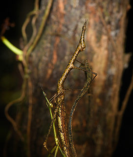 Paraproscopia riedei - mating, Colombia, Colombia Here we witness the reproductive strategy of Neotropical Stick Grasshoppers: they look so ridiculous that no predator can take them serious, creating a time window to produce offspring, named weirdlings.
https://www.jungledragon.com/image/143818/paraproscopia_riedei_-_female_colombia_colombia.html
https://www.jungledragon.com/image/143819/paraproscopia_riedei_-_male_colombia_colombia.html Amazon,Caquetá,Colombia,Colombia 2022,Geotagged,Paraproscopia riedei,Peregrinos,South America,Winter,World