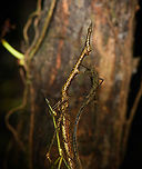 Paraproscopia riedei - mating, Colombia, Colombia Here we witness the reproductive strategy of Neotropical Stick Grasshoppers: they look so ridiculous that no predator can take them serious, creating a time window to produce offspring, named weirdlings.<br />
https://www.jungledragon.com/image/143818/paraproscopia_riedei_-_female_colombia_colombia.html<br />
https://www.jungledragon.com/image/143819/paraproscopia_riedei_-_male_colombia_colombia.html Amazon,Caquetá,Colombia,Colombia 2022,Geotagged,Paraproscopia riedei,Peregrinos,South America,Winter,World
