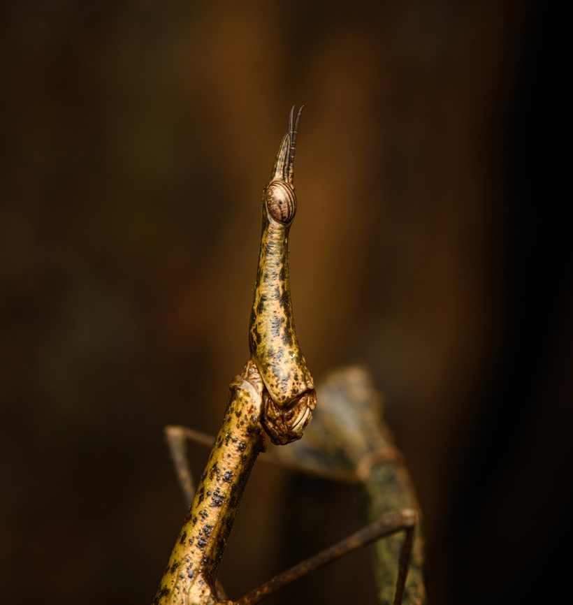 Paraproscopia riedei - female, Colombia, Colombia Here we witness the reproductive strategy of Neotropical Stick Grasshoppers: they look so ridiculous that no predator can take them serious, creating a time window to produce offspring, named weirdlings.<br />
<figure class="photo"><a href="https://www.jungledragon.com/image/143817/paraproscopia_riedei_-_mating_colombia_colombia.html" title="Paraproscopia riedei - mating, Colombia, Colombia"><img src="https://s3.amazonaws.com/media.jungledragon.com/images/2/143817_thumb.jpg?AWSAccessKeyId=05GMT0V3GWVNE7GGM1R2&Expires=1767225610&Signature=uwEBnsSnKHJyS3FatA%2BEEtCkm3g%3D" width="130" height="152" alt="Paraproscopia riedei - mating, Colombia, Colombia Here we witness the reproductive strategy of Neotropical Stick Grasshoppers: they look so ridiculous that no predator can take them serious, creating a time window to produce offspring, named weirdlings.<br />
https://www.jungledragon.com/image/143818/paraproscopia_riedei_-_female_colombia_colombia.html<br />
https://www.jungledragon.com/image/143819/paraproscopia_riedei_-_male_colombia_colombia.html Amazon,Caquet&aacute;,Colombia,Colombia 2022,Geotagged,Paraproscopia riedei,Peregrinos,South America,Winter,World" /></a></figure><br />
<figure class="photo"><a href="https://www.jungledragon.com/image/143819/paraproscopia_riedei_-_male_colombia_colombia.html" title="Paraproscopia riedei - male, Colombia, Colombia"><img src="https://s3.amazonaws.com/media.jungledragon.com/images/2/143819_thumb.jpg?AWSAccessKeyId=05GMT0V3GWVNE7GGM1R2&Expires=1767225610&Signature=HphTK%2FzLr%2FDMA5pMtb9lctZmSFo%3D" width="146" height="152" alt="Paraproscopia riedei - male, Colombia, Colombia Here we witness the reproductive strategy of Neotropical Stick Grasshoppers: they look so ridiculous that no predator can take them serious, creating a time window to produce offspring, named weirdlings.<br />
https://www.jungledragon.com/image/143817/paraproscopia_riedei_-_mating_colombia_colombia.html<br />
https://www.jungledragon.com/image/143818/paraproscopia_riedei_-_female_colombia_colombia.html Amazon,Caquet&aacute;,Colombia,Colombia 2022,Geotagged,Paraproscopia riedei,Peregrinos,South America,Winter,World" /></a></figure> Amazon,Caquetá,Colombia,Colombia 2022,Geotagged,Paraproscopia riedei,Peregrinos,South America,Winter,World