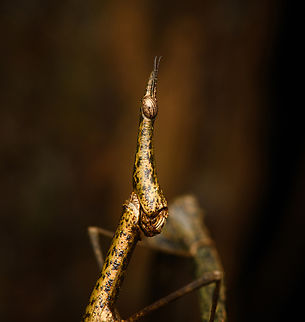 Paraproscopia riedei - female, Colombia, Colombia Here we witness the reproductive strategy of Neotropical Stick Grasshoppers: they look so ridiculous that no predator can take them serious, creating a time window to produce offspring, named weirdlings.
https://www.jungledragon.com/image/143817/paraproscopia_riedei_-_mating_colombia_colombia.html
https://www.jungledragon.com/image/143819/paraproscopia_riedei_-_male_colombia_colombia.html Amazon,Caquetá,Colombia,Colombia 2022,Geotagged,Paraproscopia riedei,Peregrinos,South America,Winter,World
