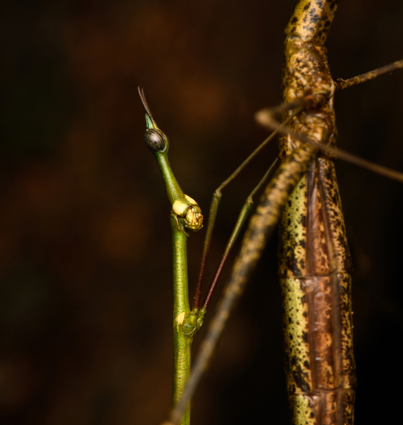 Paraproscopia riedei - male, Colombia, Colombia Here we witness the reproductive strategy of Neotropical Stick Grasshoppers: they look so ridiculous that no predator can take them serious, creating a time window to produce offspring, named weirdlings.<br />
<figure class="photo"><a href="https://www.jungledragon.com/image/143817/paraproscopia_riedei_-_mating_colombia_colombia.html" title="Paraproscopia riedei - mating, Colombia, Colombia"><img src="https://s3.amazonaws.com/media.jungledragon.com/images/2/143817_thumb.jpg?AWSAccessKeyId=05GMT0V3GWVNE7GGM1R2&Expires=1767225610&Signature=uwEBnsSnKHJyS3FatA%2BEEtCkm3g%3D" width="130" height="152" alt="Paraproscopia riedei - mating, Colombia, Colombia Here we witness the reproductive strategy of Neotropical Stick Grasshoppers: they look so ridiculous that no predator can take them serious, creating a time window to produce offspring, named weirdlings.<br />
https://www.jungledragon.com/image/143818/paraproscopia_riedei_-_female_colombia_colombia.html<br />
https://www.jungledragon.com/image/143819/paraproscopia_riedei_-_male_colombia_colombia.html Amazon,Caquet&aacute;,Colombia,Colombia 2022,Geotagged,Paraproscopia riedei,Peregrinos,South America,Winter,World" /></a></figure><br />
<figure class="photo"><a href="https://www.jungledragon.com/image/143818/paraproscopia_riedei_-_female_colombia_colombia.html" title="Paraproscopia riedei - female, Colombia, Colombia"><img src="https://s3.amazonaws.com/media.jungledragon.com/images/2/143818_thumb.jpg?AWSAccessKeyId=05GMT0V3GWVNE7GGM1R2&Expires=1767225610&Signature=mT08B0KUnN5%2BFJK%2BPL5oh7ggeac%3D" width="144" height="152" alt="Paraproscopia riedei - female, Colombia, Colombia Here we witness the reproductive strategy of Neotropical Stick Grasshoppers: they look so ridiculous that no predator can take them serious, creating a time window to produce offspring, named weirdlings.<br />
https://www.jungledragon.com/image/143817/paraproscopia_riedei_-_mating_colombia_colombia.html<br />
https://www.jungledragon.com/image/143819/paraproscopia_riedei_-_male_colombia_colombia.html Amazon,Caquet&aacute;,Colombia,Colombia 2022,Geotagged,Paraproscopia riedei,Peregrinos,South America,Winter,World" /></a></figure> Amazon,Caquetá,Colombia,Colombia 2022,Geotagged,Paraproscopia riedei,Peregrinos,South America,Winter,World