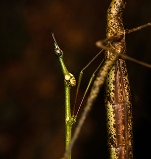 Paraproscopia riedei - male, Colombia, Colombia Here we witness the reproductive strategy of Neotropical Stick Grasshoppers: they look so ridiculous that no predator can take them serious, creating a time window to produce offspring, named weirdlings.
https://www.jungledragon.com/image/143817/paraproscopia_riedei_-_mating_colombia_colombia.html
https://www.jungledragon.com/image/143818/paraproscopia_riedei_-_female_colombia_colombia.html Amazon,Caquetá,Colombia,Colombia 2022,Geotagged,Paraproscopia riedei,Peregrinos,South America,Winter,World