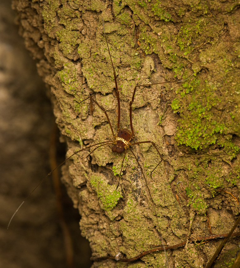 Meterginus serratus, Caquetá, Colombia  Amazon,Caquetá,Colombia,Colombia 2022,Geotagged,Meterginus serratus,Peregrinos,South America,Winter,World