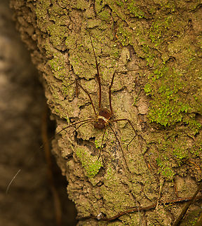 Meterginus serratus, Caquetá, Colombia  Amazon,Caquetá,Colombia,Colombia 2022,Geotagged,Meterginus serratus,Peregrinos,South America,Winter,World