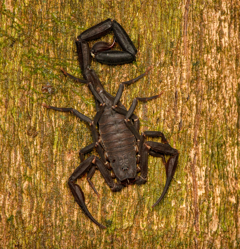 Scorpion on tree, Caquet&aacute;, Colombia  Amazon,Caquet&aacute;,Colombia,Colombia 2022,Geotagged,Peregrinos,South America,Winter,World