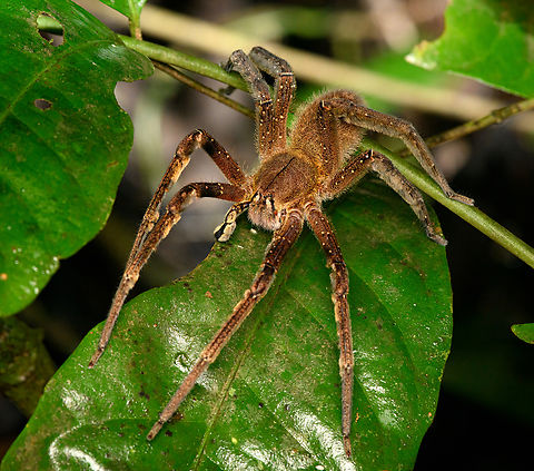 Brazilian Wandering Spider, Caquetá, Colombia Phoneutria means "murderess". Amazon,Brazilian wandering spider,Caquetá,Colombia,Colombia 2022,Geotagged,Peregrinos,Phoneutria fera,South America,Winter,World