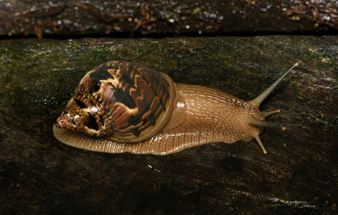 Sultana sultana, Caquet&aacute;, Colombia Massive land snail. Amazon,Caquet&aacute;,Colombia,Colombia 2022,Geotagged,Peregrinos,South America,Sultana sultana,Winter,World