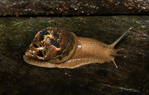 Sultana sultana, Caquetá, Colombia Massive land snail. Amazon,Caquetá,Colombia,Colombia 2022,Geotagged,Peregrinos,South America,Sultana sultana,Winter,World