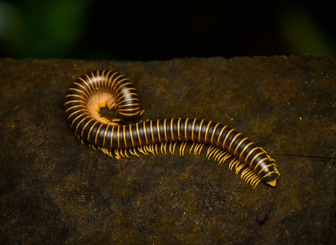 Round-backed Millipedes, Caquetá, Colombia  Amazon,Caquetá,Colombia,Colombia 2022,Geotagged,Peregrinos,South America,Winter,World