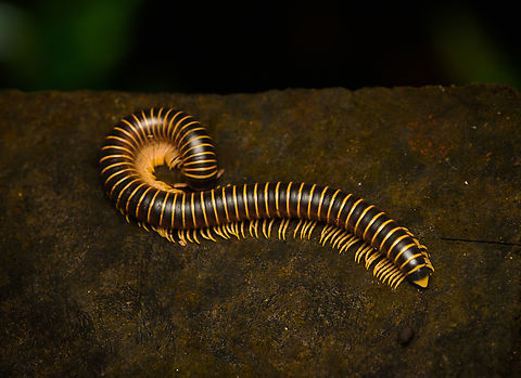 Round-backed Millipedes, Caquetá, Colombia  Amazon,Caquetá,Colombia,Colombia 2022,Geotagged,Peregrinos,South America,Winter,World