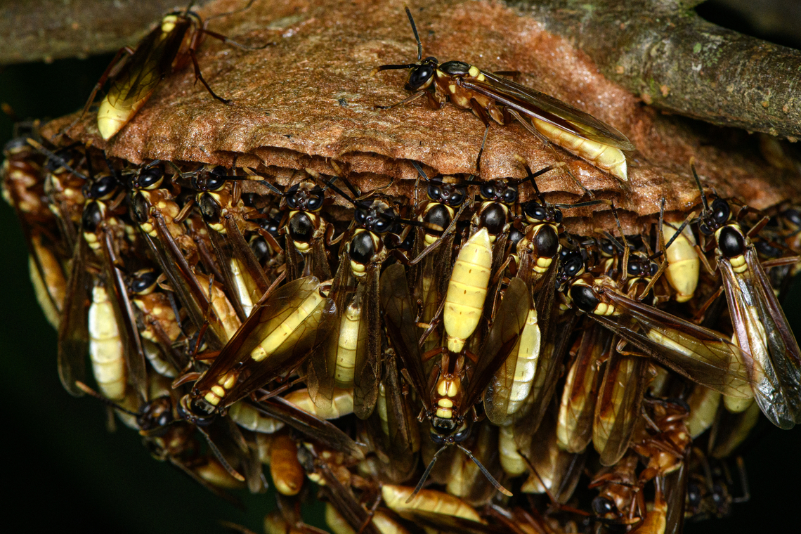 Central American paper wasp nest, Caquet&aacute;, Colombia  Amazon,Apoica pallens,Caquet&aacute;,Central American paper wasp,Colombia,Colombia 2022,Geotagged,Peregrinos,South America,Winter,World