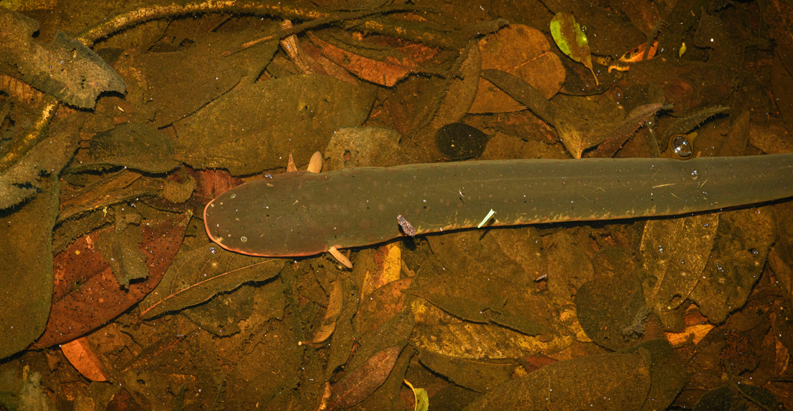 Electrophorus electricus, Caquet&aacute;,Colombia This night tour's theme was "reckless actions", such as being at touch distance with a Brazilian Wandering Spider, paper wasp nest, and as highlight the discovery of this electric eel. I had to stand right next to it in the shallow water to photograph it as I only had my macro kit with me.<br />
<br />
It's debatable how dangerous this really is. It depends on their size (this one is 1m). A maximum voltage shock can definitely stun a human enough to make them go into cardiac arrest and drown, although this rarely happens.<br />
<figure class="photo"><a href="https://www.jungledragon.com/image/143827/electrophorus_electricus_-_head_caquetcolombia.html" title="Electrophorus electricus - head, Caquet&aacute;,Colombia"><img src="https://s3.amazonaws.com/media.jungledragon.com/images/2/143827_thumb.jpg?AWSAccessKeyId=05GMT0V3GWVNE7GGM1R2&Expires=1769040010&Signature=GQmQEQz7FijkeRIz4TGKPKKoyk8%3D" width="200" height="134" alt="Electrophorus electricus - head, Caquet&aacute;,Colombia This night tour's theme was "reckless actions", such as being at touch distance with a Brazilian Wandering Spider, paper wasp nest, and as highlight the discovery of this electric eel. I had to stand right next to it in the shallow water to photograph it as I only had my macro kit with me.<br />
<br />
It's debatable how dangerous this really is. It depends on their size (this one is 1m). A maximum voltage shock can definitely stun a human enough to make them go into cardiac arrest and drown, although this rarely happens.<br />
https://www.jungledragon.com/image/143826/electrophorus_electricus_caquetcolombia.html Amazon,Caquet&aacute;,Colombia,Colombia 2022,Electric eel,Electrophorus electricus,Geotagged,Peregrinos,South America,Winter,World" /></a></figure> Amazon,Caquet&aacute;,Colombia,Colombia 2022,Electric eel,Electrophorus electricus,Geotagged,Peregrinos,South America,Winter,World