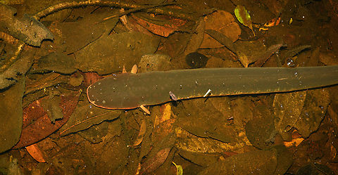Electrophorus electricus, Caquetá,Colombia This night tour's theme was "reckless actions", such as being at touch distance with a Brazilian Wandering Spider, paper wasp nest, and as highlight the discovery of this electric eel. I had to stand right next to it in the shallow water to photograph it as I only had my macro kit with me.

It's debatable how dangerous this really is. It depends on their size (this one is 1m). A maximum voltage shock can definitely stun a human enough to make them go into cardiac arrest and drown, although this rarely happens.
https://www.jungledragon.com/image/143827/electrophorus_electricus_-_head_caquetcolombia.html Amazon,Caquetá,Colombia,Colombia 2022,Electric eel,Electrophorus electricus,Geotagged,Peregrinos,South America,Winter,World