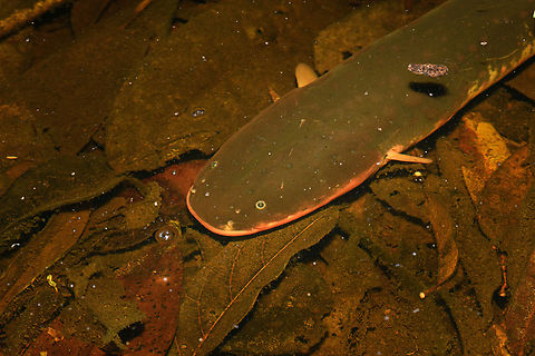 Electrophorus electricus - head, Caquetá,Colombia This night tour's theme was "reckless actions", such as being at touch distance with a Brazilian Wandering Spider, paper wasp nest, and as highlight the discovery of this electric eel. I had to stand right next to it in the shallow water to photograph it as I only had my macro kit with me.

It's debatable how dangerous this really is. It depends on their size (this one is 1m). A maximum voltage shock can definitely stun a human enough to make them go into cardiac arrest and drown, although this rarely happens.
https://www.jungledragon.com/image/143826/electrophorus_electricus_caquetcolombia.html Amazon,Caquetá,Colombia,Colombia 2022,Electric eel,Electrophorus electricus,Geotagged,Peregrinos,South America,Winter,World