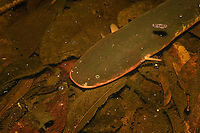 Electrophorus electricus - head, Caquetá,Colombia This night tour's theme was "reckless actions", such as being at touch distance with a Brazilian Wandering Spider, paper wasp nest, and as highlight the discovery of this electric eel. I had to stand right next to it in the shallow water to photograph it as I only had my macro kit with me.<br />
<br />
It's debatable how dangerous this really is. It depends on their size (this one is 1m). A maximum voltage shock can definitely stun a human enough to make them go into cardiac arrest and drown, although this rarely happens.<br />
https://www.jungledragon.com/image/143826/electrophorus_electricus_caquetcolombia.html Amazon,Caquetá,Colombia,Colombia 2022,Electric eel,Electrophorus electricus,Geotagged,Peregrinos,South America,Winter,World
