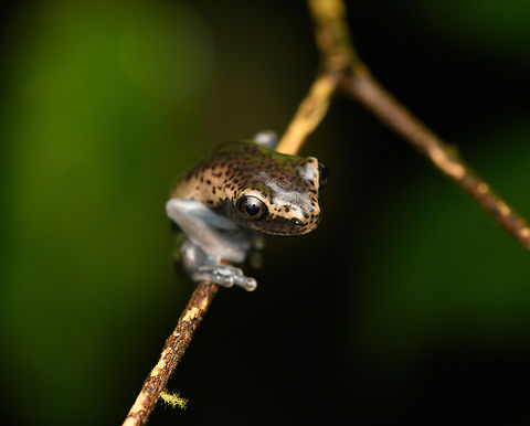 Boana geographica, Caquet&aacute;, Colombia Possibly a juvenile. ID by Cesar Barrio Amor&oacute;s. Amazon,Boana geographica,Caquet&aacute;,Colombia,Colombia 2022,Geotagged,Map tree frog,Peregrinos,South America,Winter,World